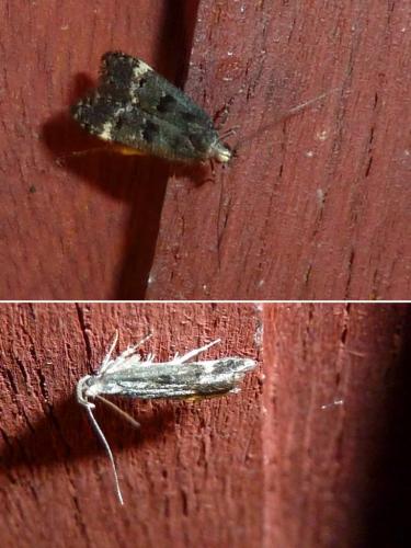 Dichomeris alacella